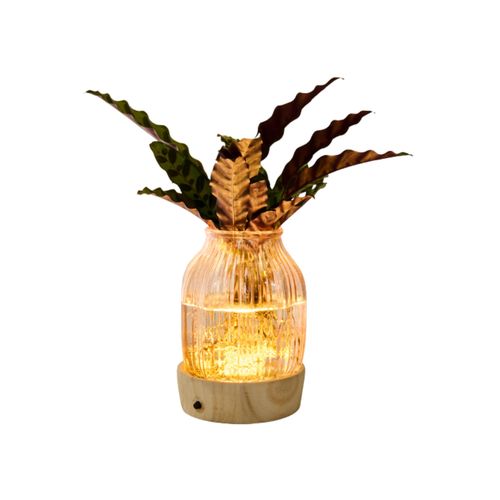 Tchibo - Wasserpflanze im Glas mit LED »Calathea« - grün