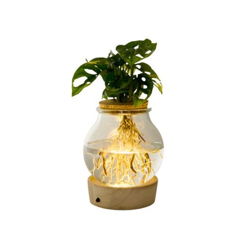 Tchibo - Wasserpflanze im Glas mit LED »Monstera« - grün