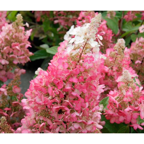 Tchibo - Rispenhortensie »Pinky Winky« - dunkelrosa