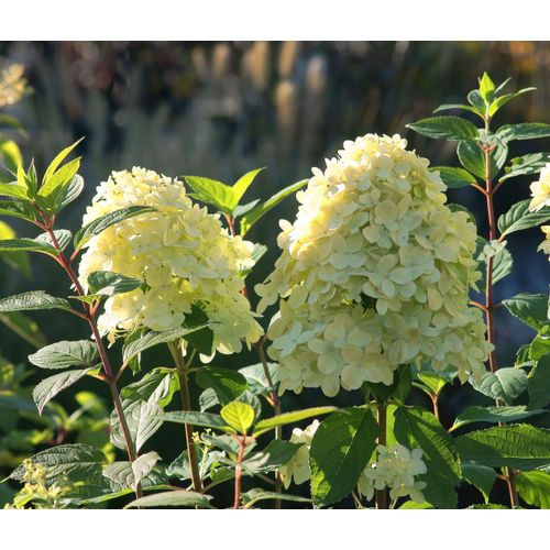 Tchibo - Rispenhortensie »Limelight« - creme