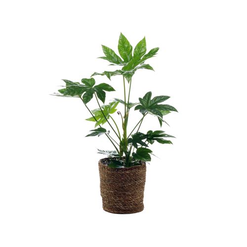 Tchibo - Fatsia mit Übertopf - grün