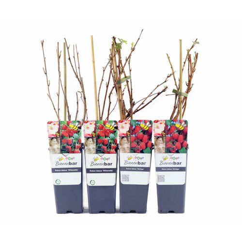 Tchibo - Himbeeren - rot