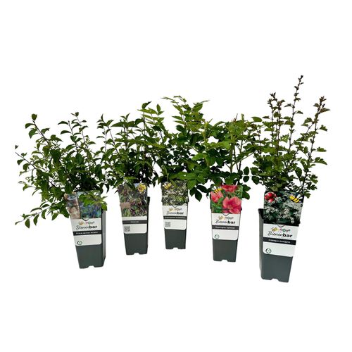 Tchibo - Bunte Blühhecke - weiß