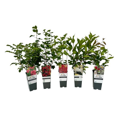 Tchibo - Bunte Blühhecke - weiß