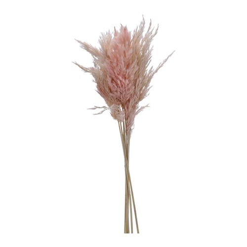 Trockenblume PAMPASGRAS pink