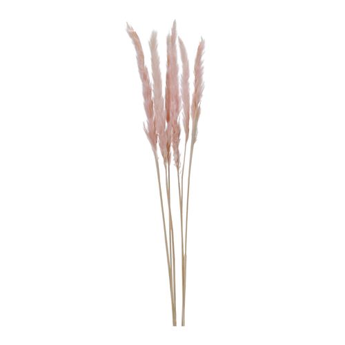 Trockenblume PAMPASGRAS pink
