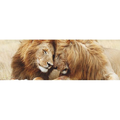 Bild PAIR OF LIONS