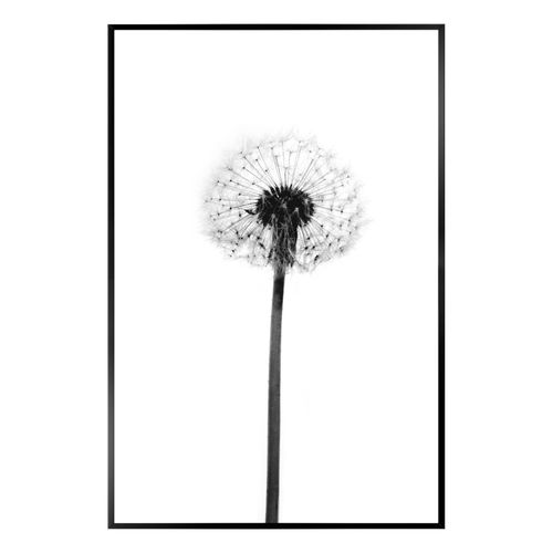 Bild DANDELION GREY