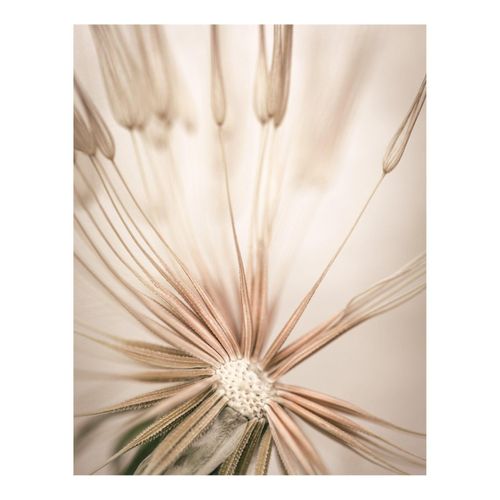 Bild DANDELION HEART