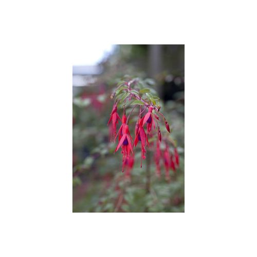 Fuchsia magellanica 'Riccartonii', winterhart, rot-violett, 30–40 cm