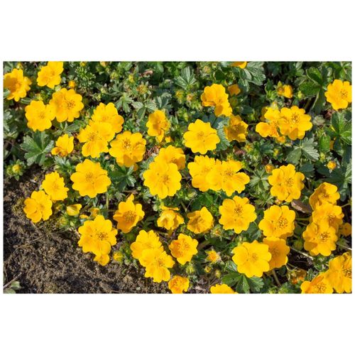 Potentilla aurea 'Goldklumpen', Fingerstrauch, goldgelb, ca. 9x9 cm Topf