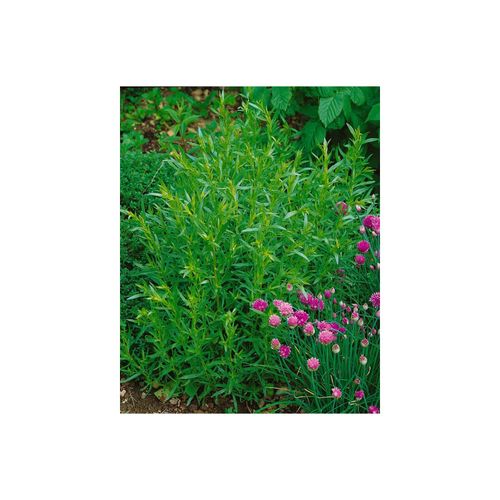Artemisia dracunculus 'French Tarragon', Estragon, ca. 9x9 cm Topf