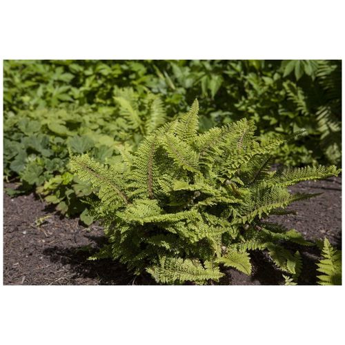 Polystichum setiferum, Filigranfarn, ca. 9x9 cm Topf