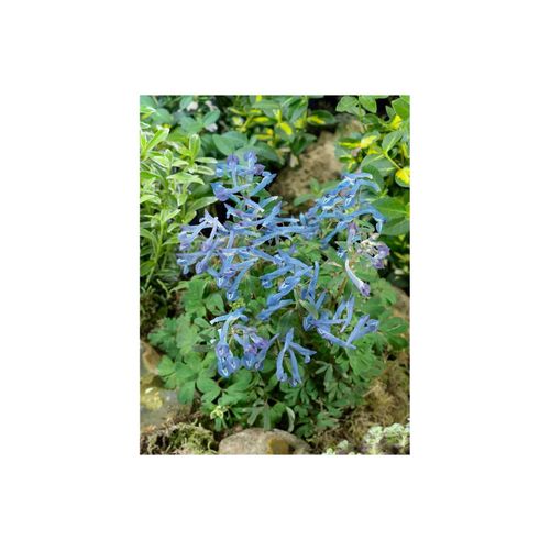 Corydalis elata 'Blue Summit', Lerchensporn, blau, ca. 9x9 cm Topf