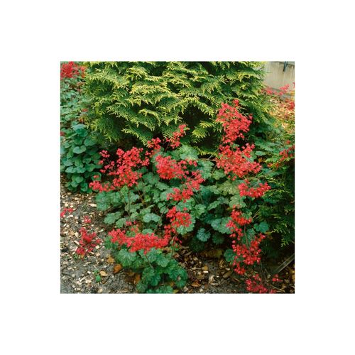 Heuchera x brizoides 'Pluie de Feu', Purpurglöckchen, rot, ca. 9x9 cm Topf