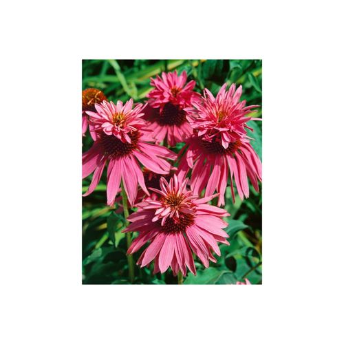 Echinacea purpurea 'Doppeldecker', Sonnenhut, rosa, ca. 9x9 cm Topf