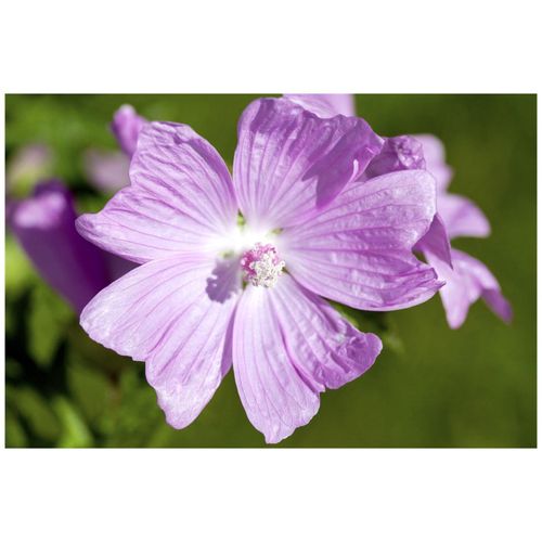 Malva moschata, Moschusmalve, rosa, ca. 9x9 cm Topf