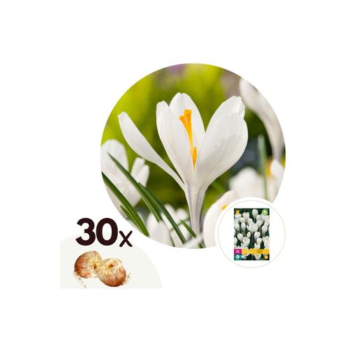 Plant in a Box - Krokuszwiebeln - 30 Stk - Crocus 'White' - Blumenzwiebeln - Weiß