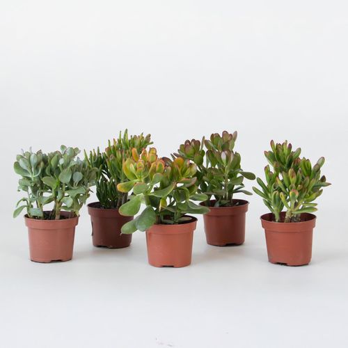 Plant in a Box - Geldbaum - Mix aus 5 Crassula ovata - Höhe 10-25 cm - Topf 12 cm