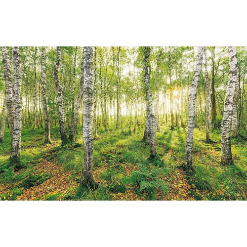 Vliestapete KOMAR 