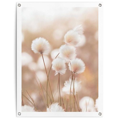 Poster REINDERS "Baumwollzweig", beige (farbe bild(er): beige), B:60cm H:80cm T:0,1cm, Bilder