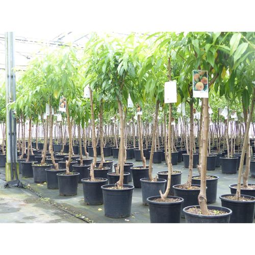 Plattpfirsich Pfirsich 170 - 180 cm Pfirsichbaum XL Stamm Prunus persica var. platycarpa