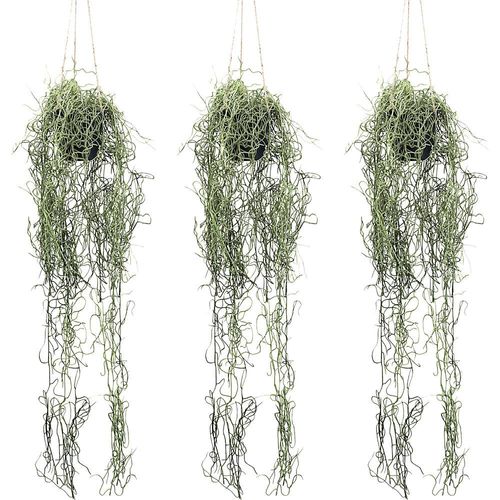 Künstliche Pflanze Tillandsia-Hänger, Hängetopf, VE 3 Stk, Höhe 800 mm kaiserkraft