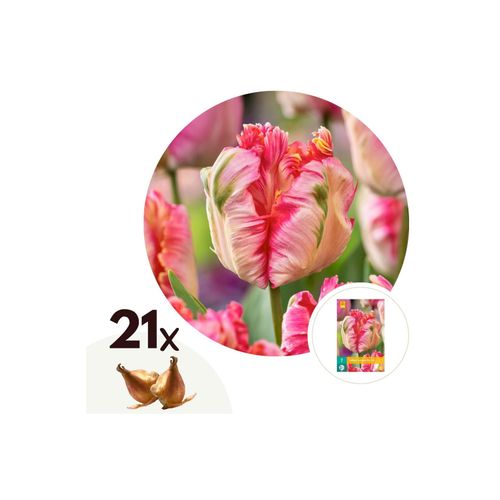 Plant in a Box - Tulpenzwiebeln - 21 Stk - Tulipa 'Apricot Parrot' - Blumenzwiebeln - Rosa