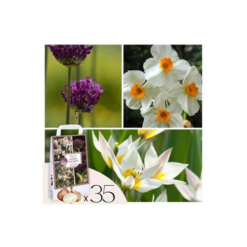 Plant in a Box - Dry Garden Box - 35 Blumenzwiebeln für trockene & sonnige Standorte