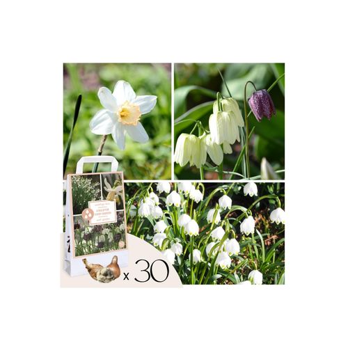 Plant in a Box - Wet Garden Box - 30 Blumenzwiebeln für feuchte & regenreiche Standorte