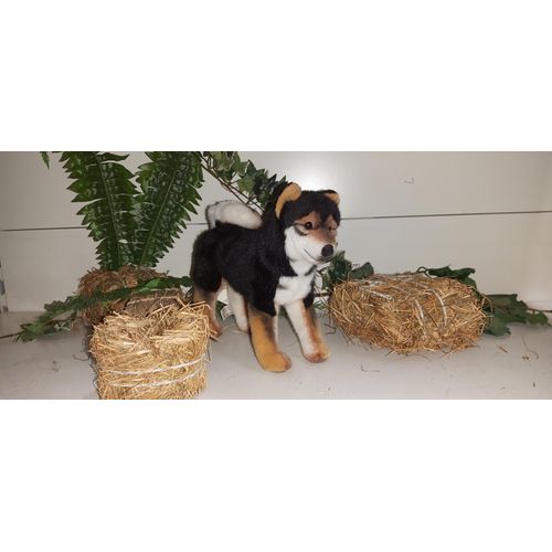 Kösen 5751 Shiba Inu 