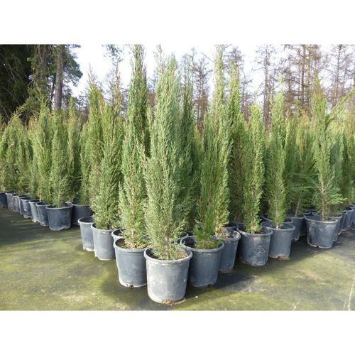 1x Mittelmeerzypresse 180 cm Säulen Toskana Zypressen Zypresse Cupressus Sempervirens