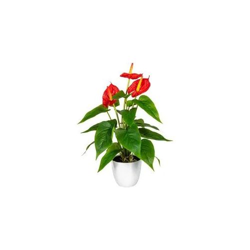 Kunstpflanze OTTO HOME "Haune", rot, B:16cm H:40cm, Kunststoff, Kunstpflanzen, Kunstpflanze, im Topf