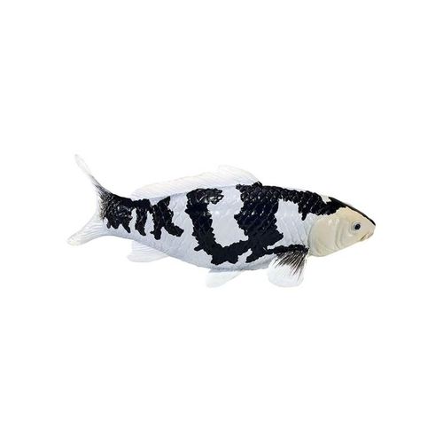 Mojo Sealife Koi Carp - Shiro Utsuri Koi