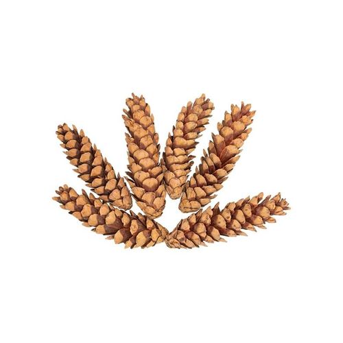 Colorations - Strobus Cones 6 pcs.