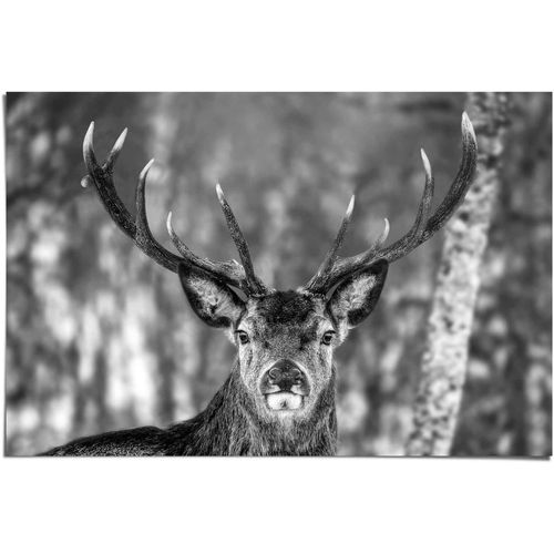Poster REINDERS "Hirsch im Winter", weiß (farbe bild(er): weiß), B:91,5cm H:61cm, Papier, Bilder, Poster