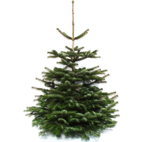 Echter Weihnachtsbaum WEIHNACHTSBAUMLAND 