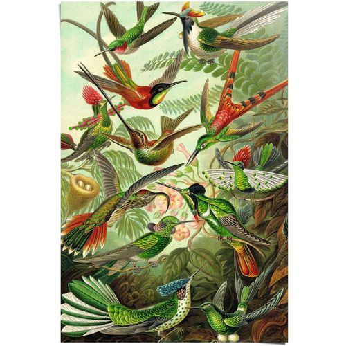 Poster REINDERS "Hummingbirds Vogel - Tiermotiv - Natur - Botanisch - Ernst Haeckel", grün (farbe bild(er): grün), B:61cm H:91,5cm, Papier, Bilder, Poster