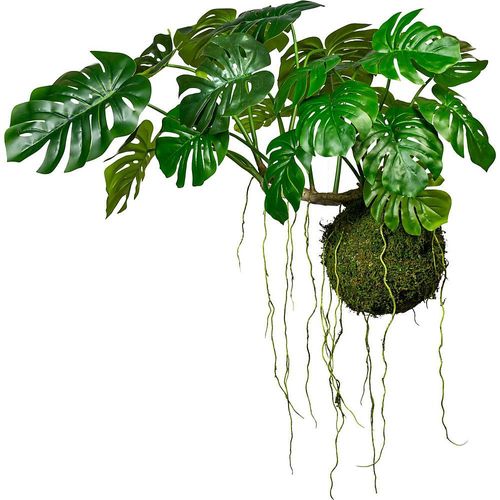 Splitphilodendron auf Mooskugel, Ø 280 mm, HxB 800 x 1200 mm, mit Hängedraht kaiserkraft