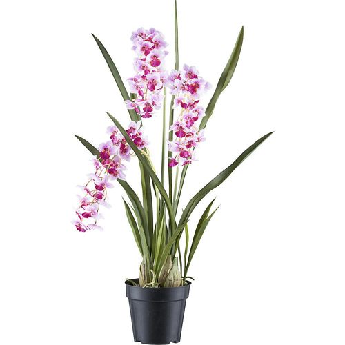 Orchidee Cymbidie orientalis, Kunststofftopf, Höhe 800 mm, Blattfarbe Rosa kaiserkraft