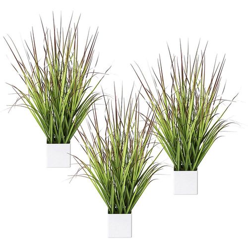 Blutgras im Topf, VE 3 Stk, Höhe 610 mm, grün-rot kaiserkraft