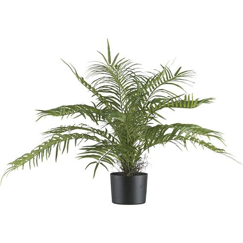 Areca Palmbusch, Kunststofftopf, Höhe 700 mm kaiserkraft