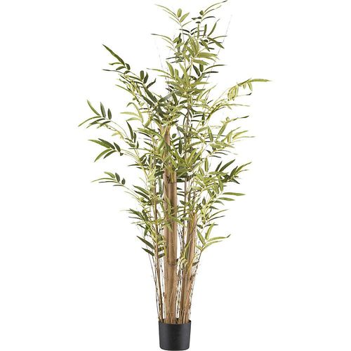Bambus vulgaris, Kunststofftopf, Höhe 1500 mm kaiserkraft