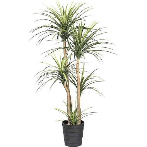 Dracaena, Kunststofftopf, Höhe 1600 mm kaiserkraft