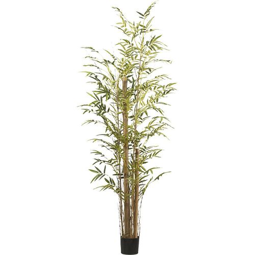 Bambus vulgaris, Kunststofftopf, Höhe 2200 mm kaiserkraft