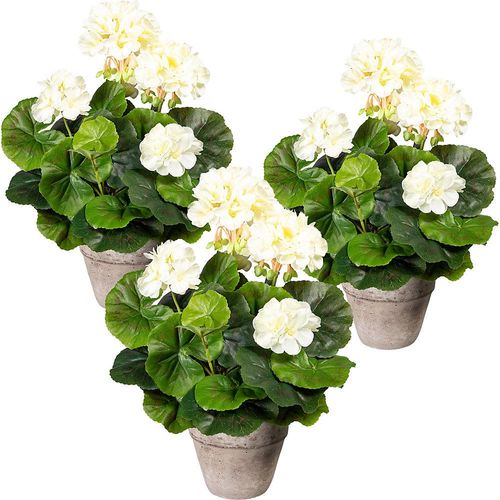 Geranienbusch, VE 3 Stk, im Zementtopf, creme kaiserkraft