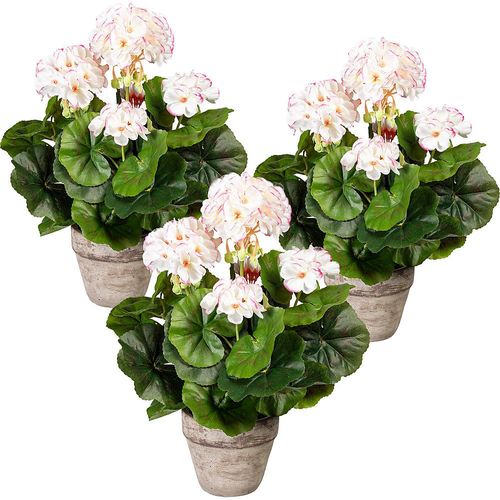 Geranienbusch, VE 3 Stk, im Zementtopf, weiß-rosa kaiserkraft