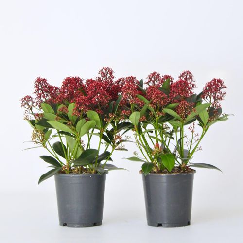 Plant in a Box - Skimmie - 2 Stk - Skimmia japonica 'Rubella' - Höhe 35-45cm - Topf 15cm