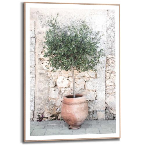 Bild OLIVE TREE Image