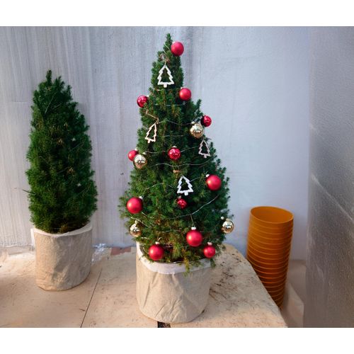 Tchibo - Echtes Weihnachtsbäumchen mit Dekoration - beige